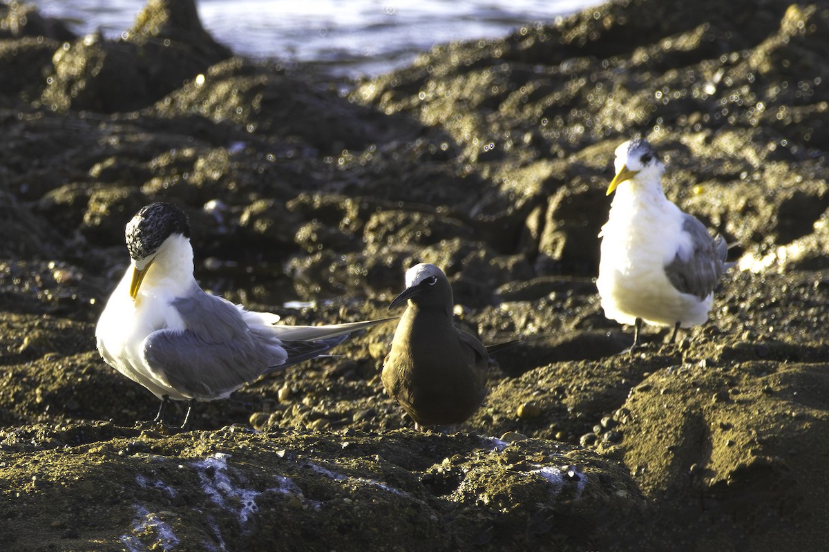 Brown Noddy - ML629009033