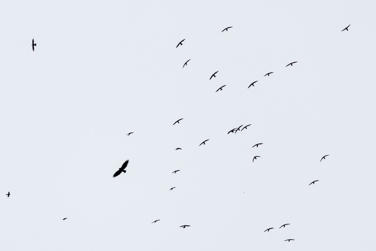 White-collared Swift - Celesta von Chamier