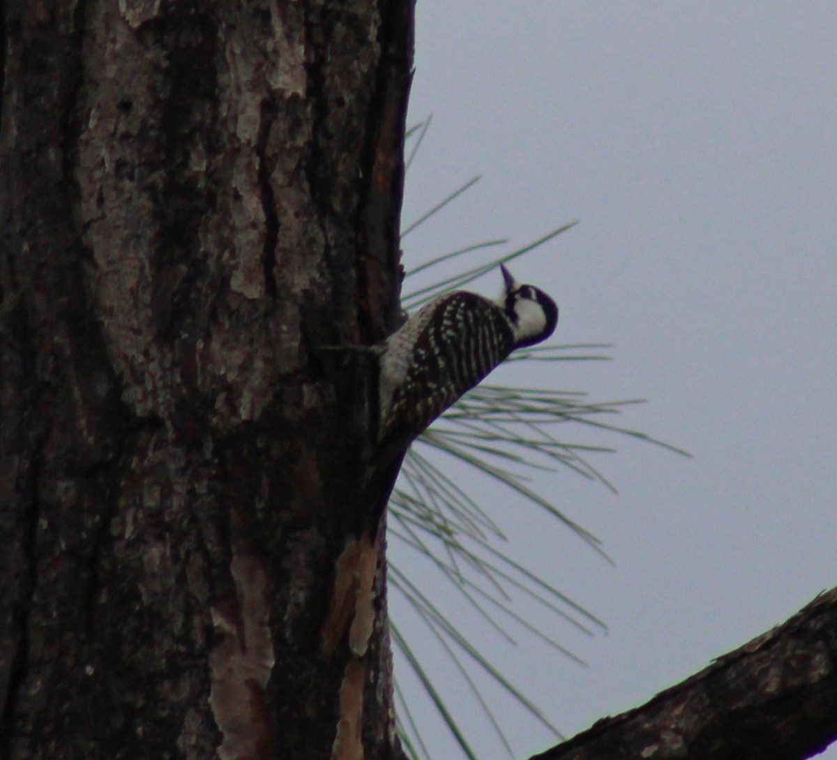 Red-cockaded Woodpecker - ML629009069