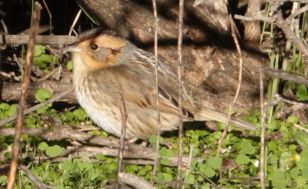 Nelson's Sparrow - ML629009213