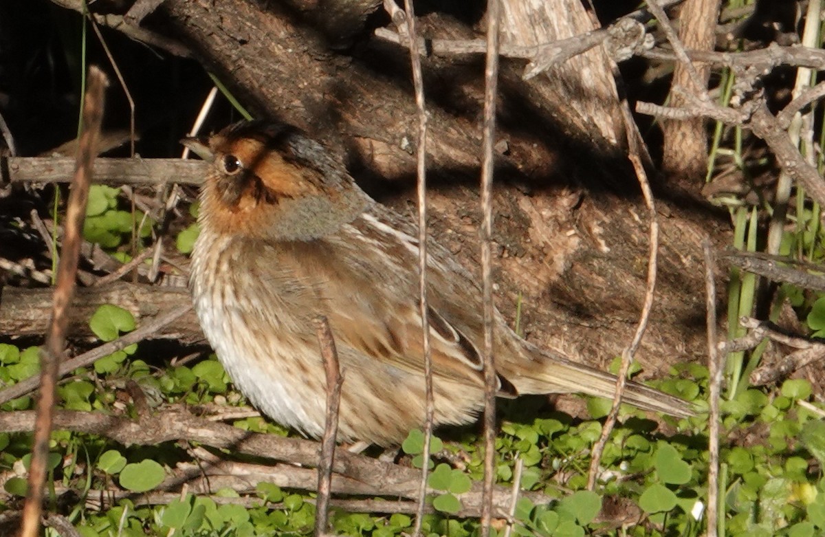 Nelson's Sparrow - ML629009214