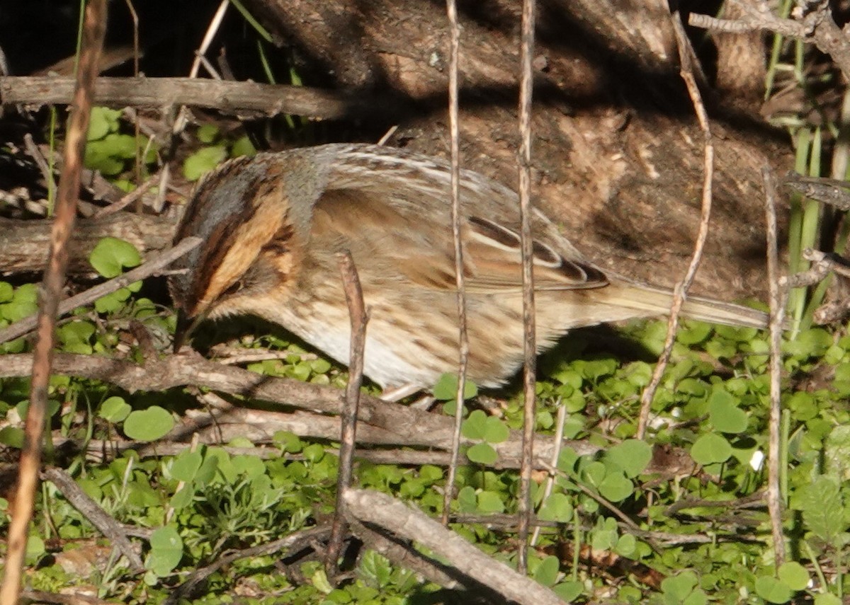 Nelson's Sparrow - ML629009215