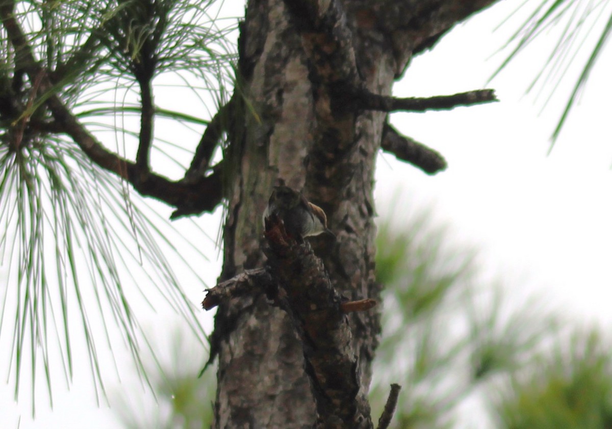 Brown-headed Nuthatch - ML629009234