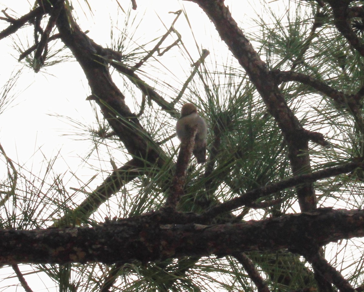 Brown-headed Nuthatch - ML629009252