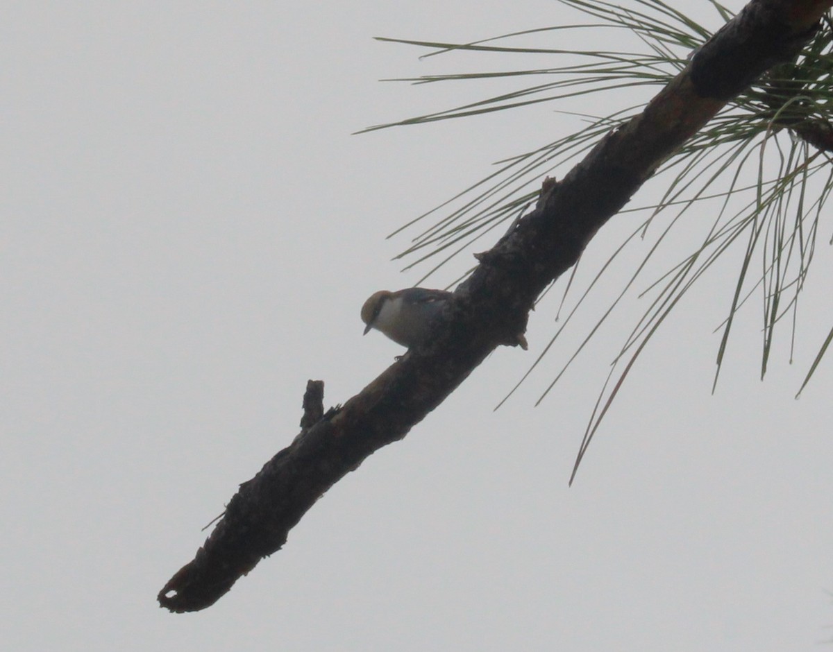 Brown-headed Nuthatch - ML629009278