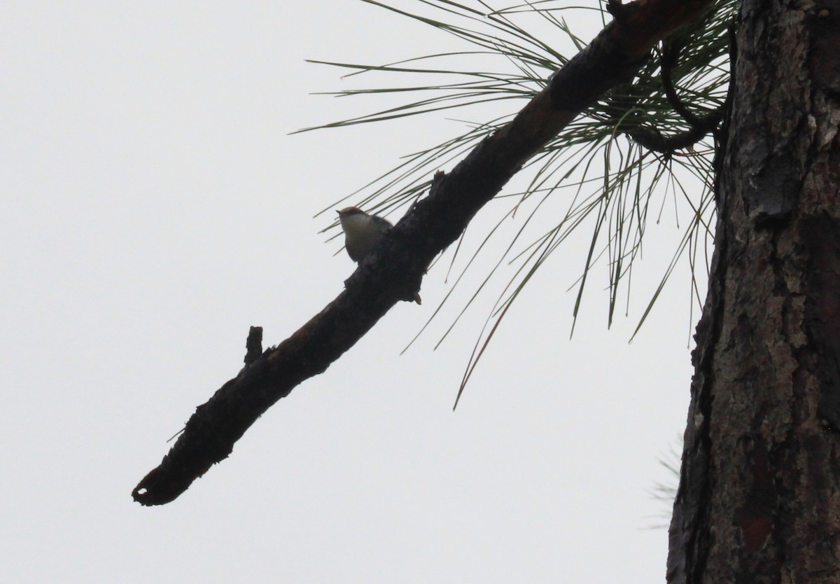 Brown-headed Nuthatch - ML629009308