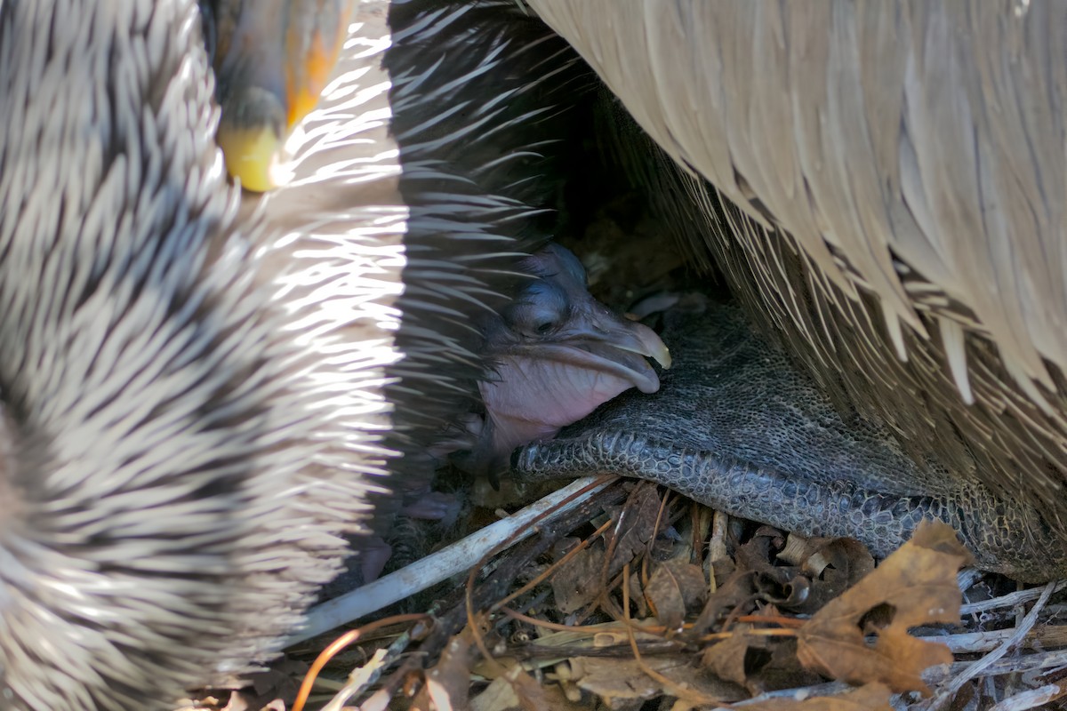 Brown Pelican - ML629009346