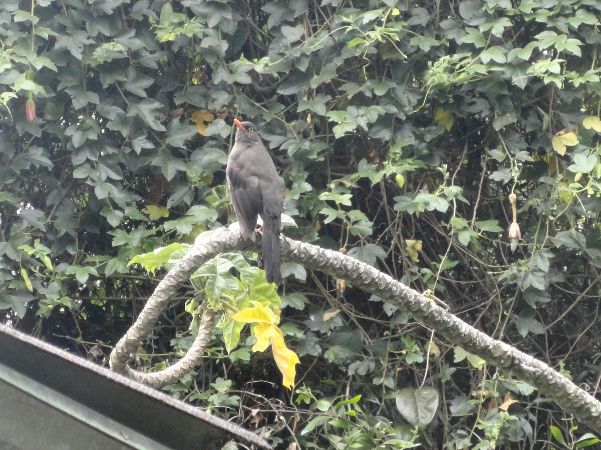 Great Thrush - ML629009420