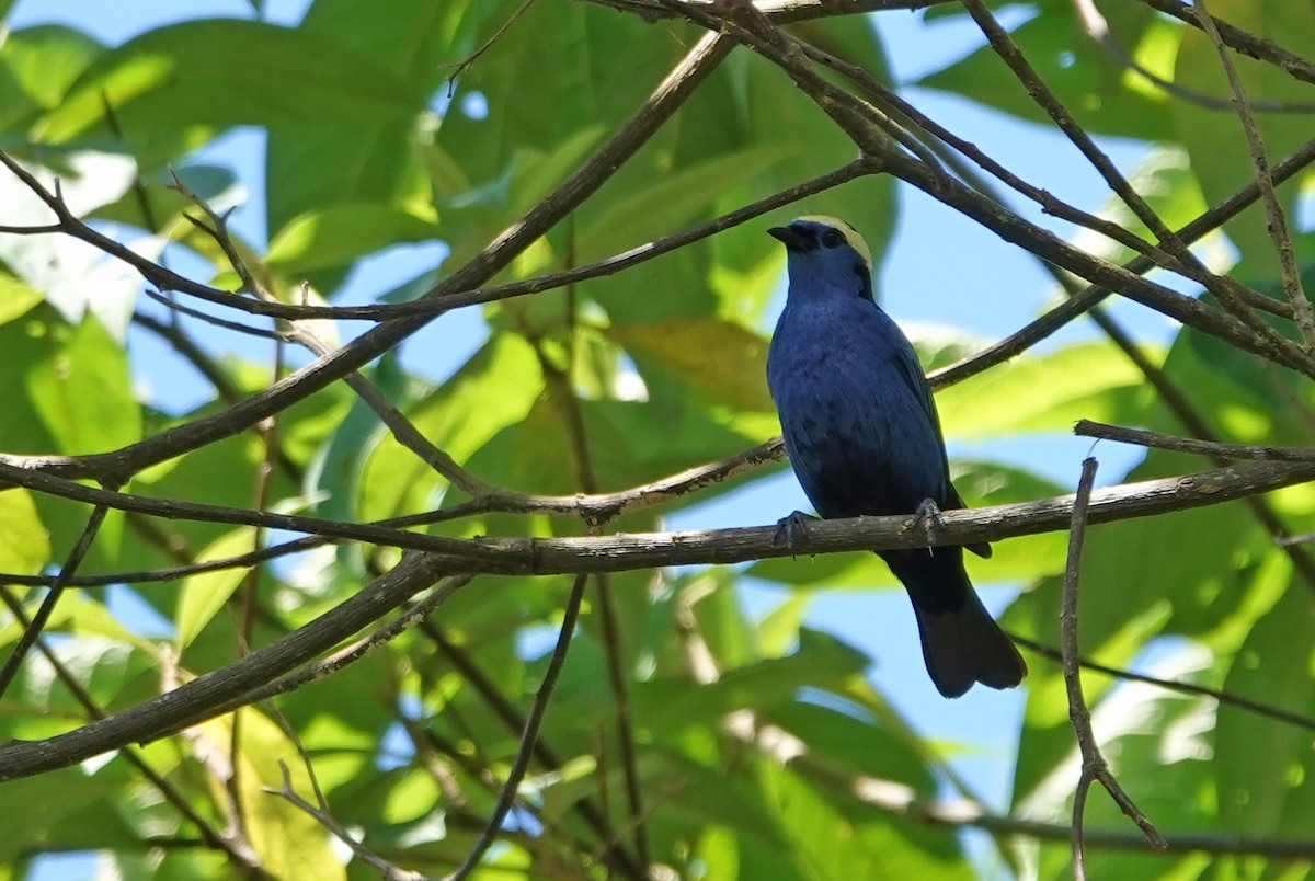 Opal-crowned Tanager - ML629009586