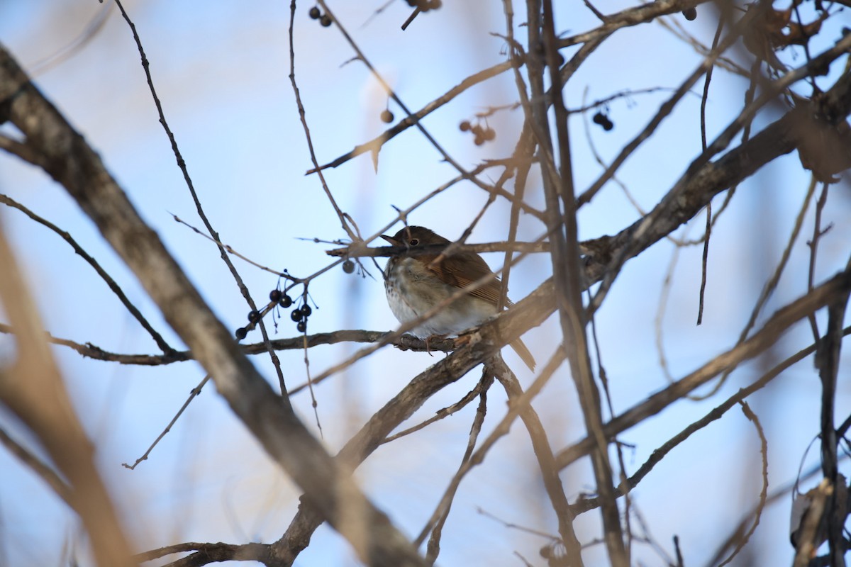 Hermit Thrush - ML629009657