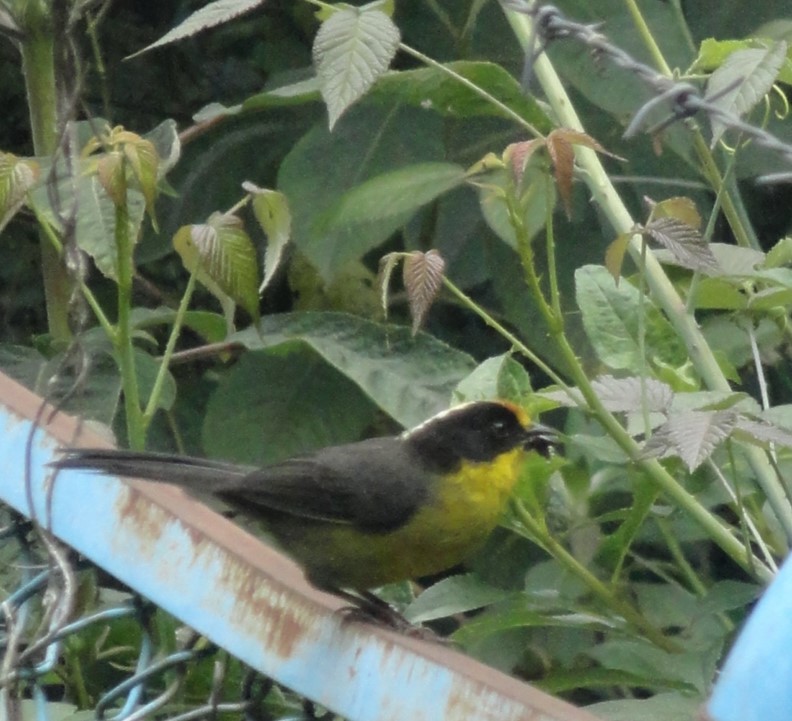 Pale-naped Brushfinch - ML629009688