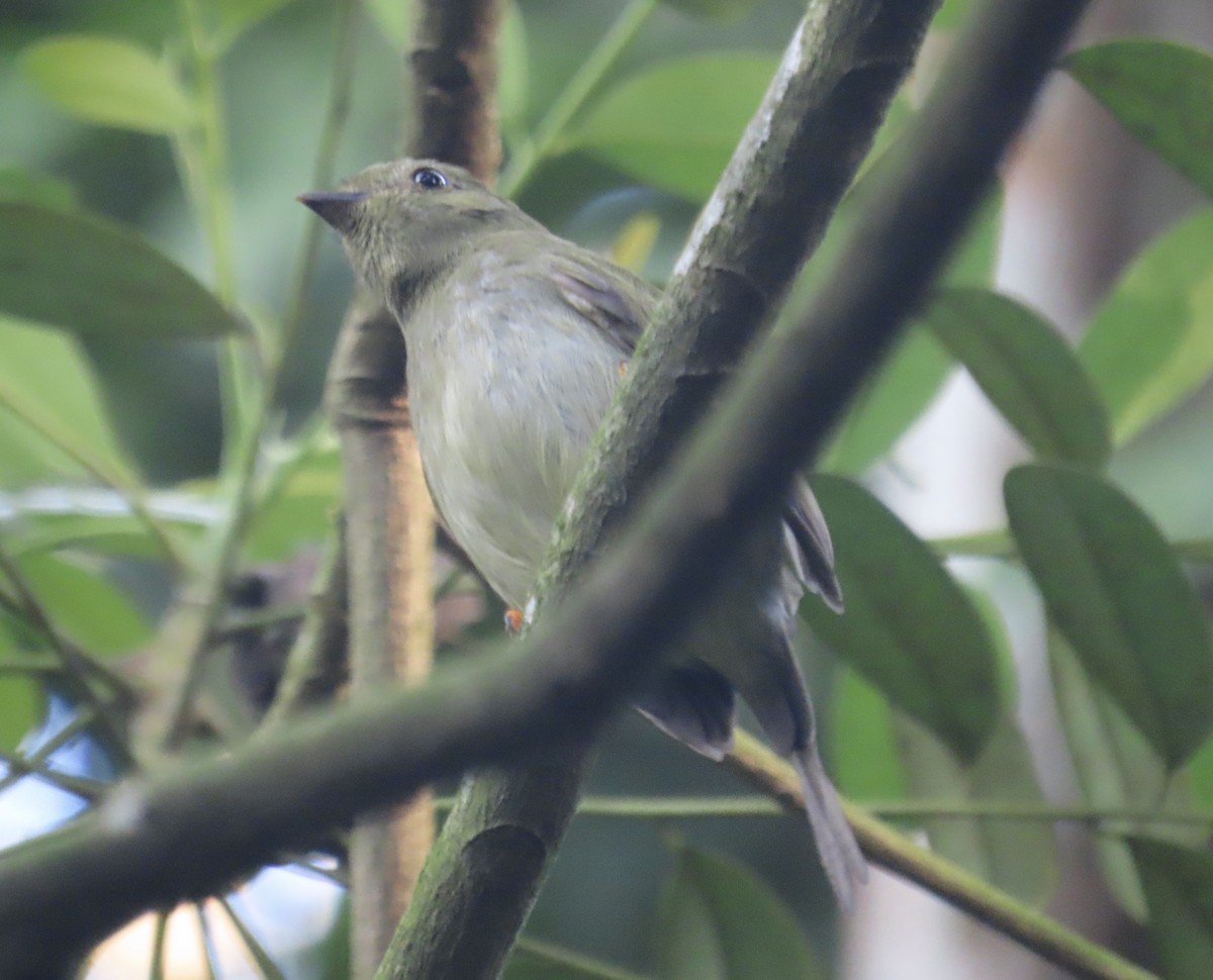 Long-tailed Manakin - ML629009723