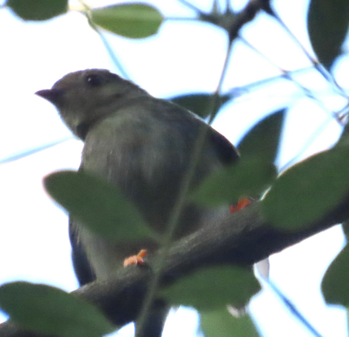 Long-tailed Manakin - ML629009800