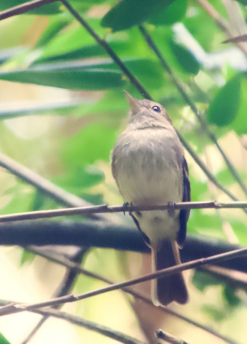 Euler's Flycatcher - ML629009853