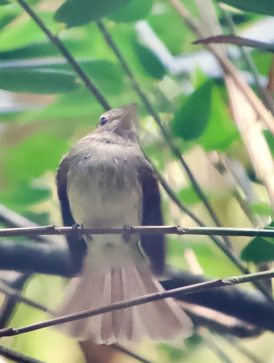 Euler's Flycatcher - ML629009854