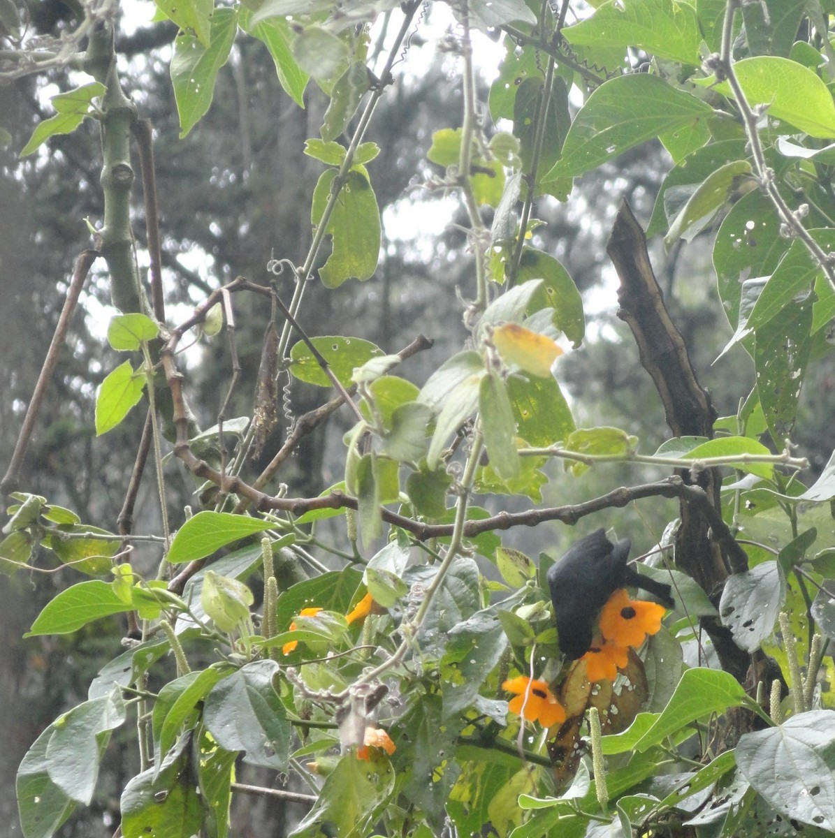 flowerpiercer sp. - ML629009871