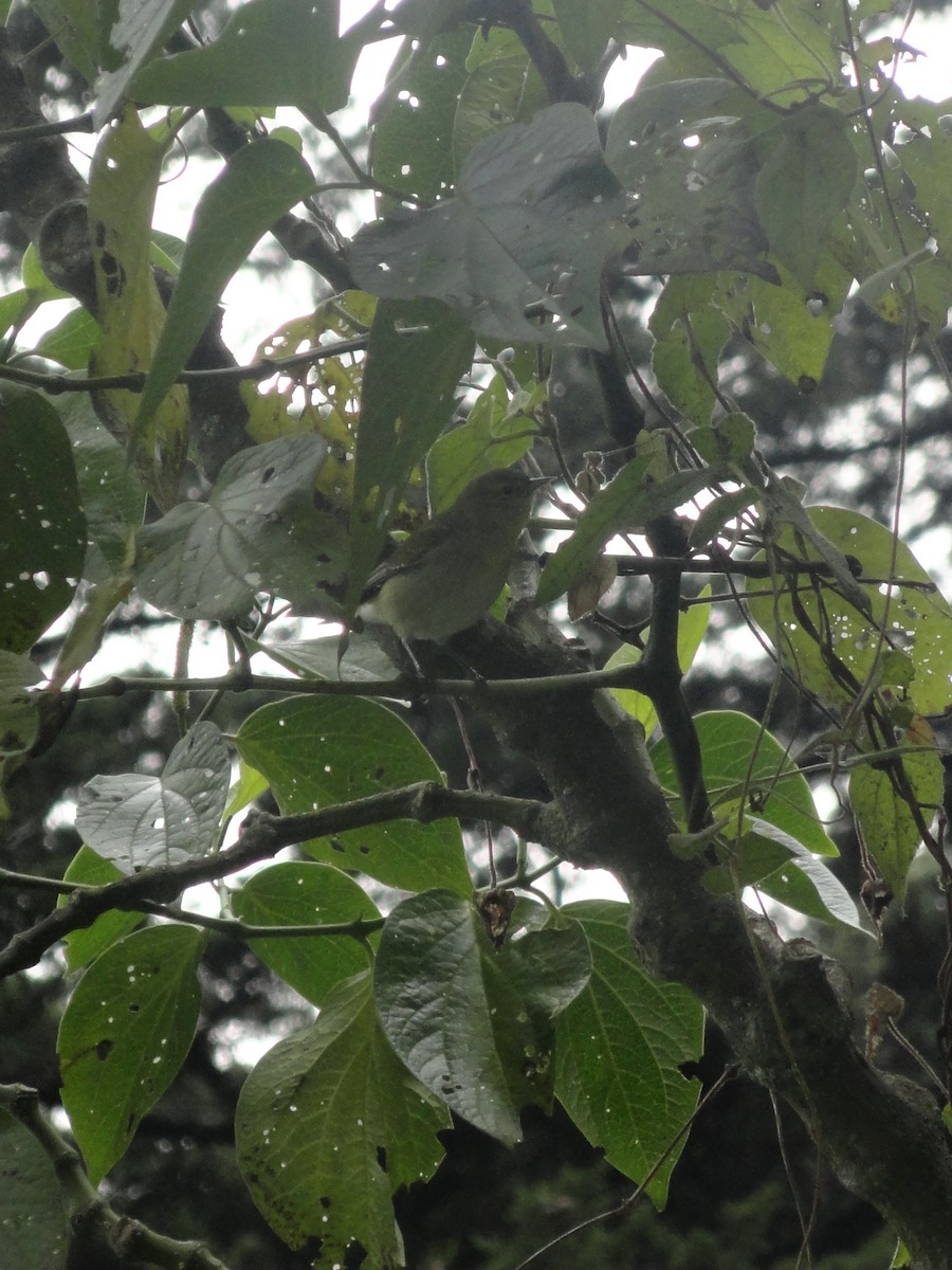 new world flycatcher sp. - ML629010006