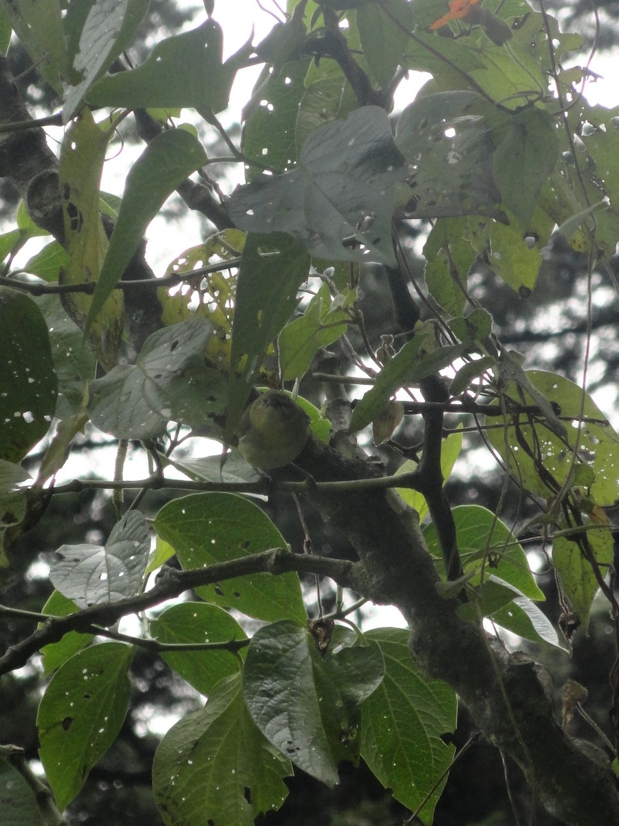 new world flycatcher sp. - ML629010014