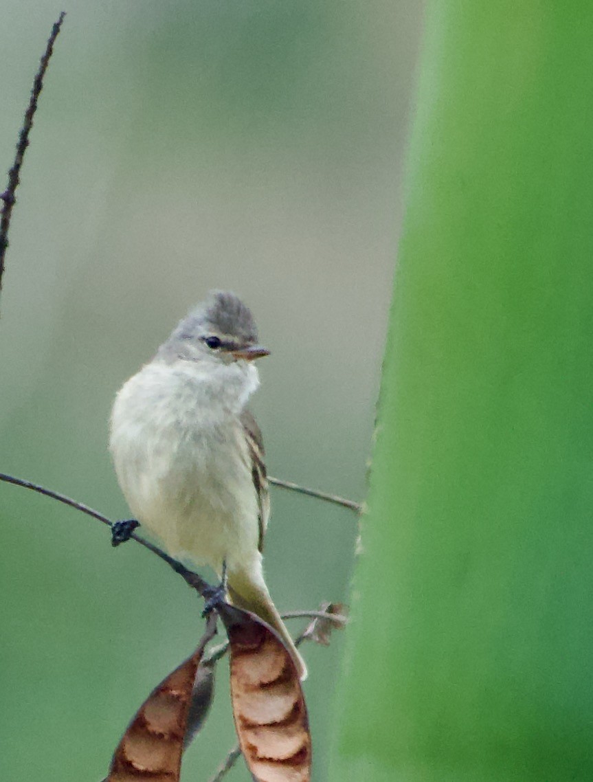 Mosquerito Silbón - ML629010172