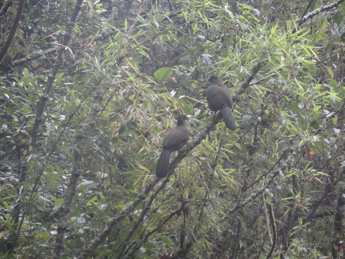 Andean Guan - ML629010233
