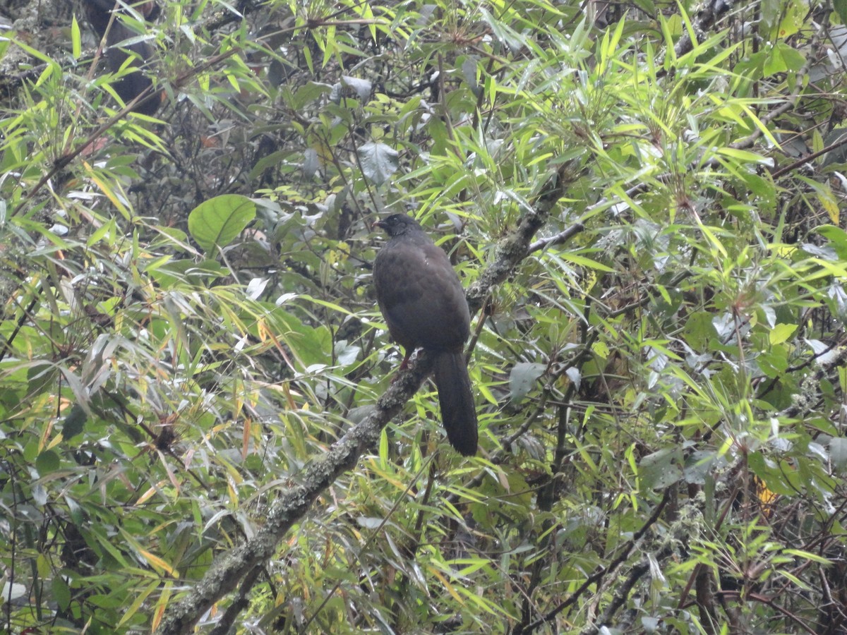 Andean Guan - ML629010234