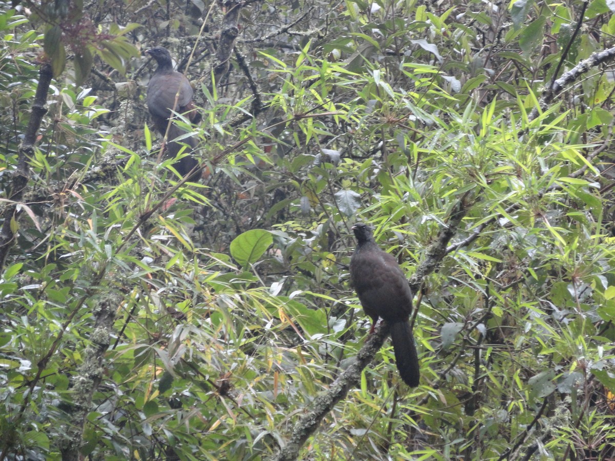 Andean Guan - ML629010235
