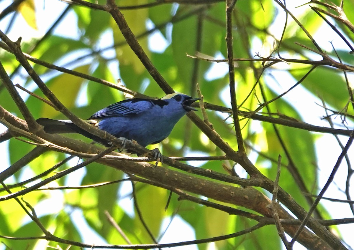 Opal-crowned Tanager - ML629010489