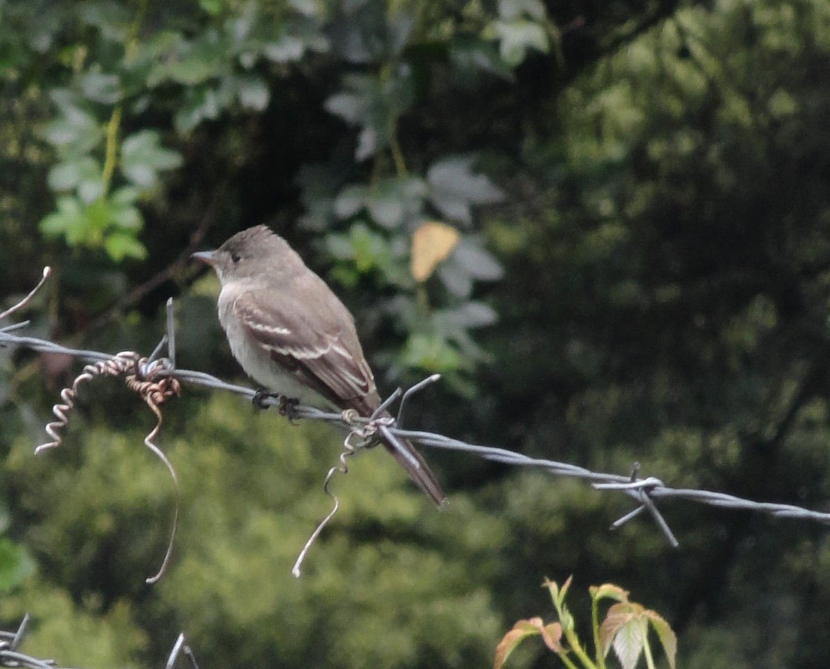 new world flycatcher sp. - ML629010519