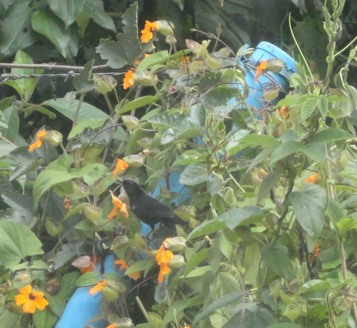 flowerpiercer sp. - ML629010712