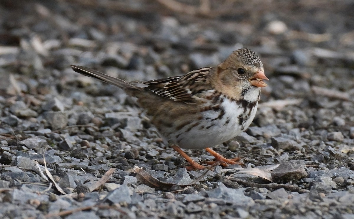 Harris's Sparrow - ML629010719