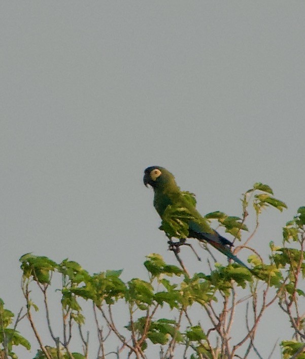 Guacamayo Maracaná - ML629010759