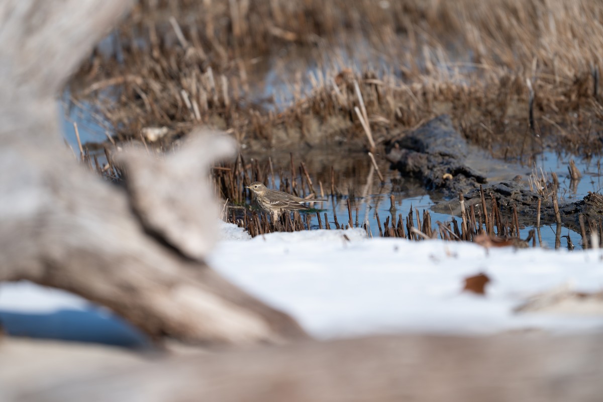 American Pipit - ML629010851
