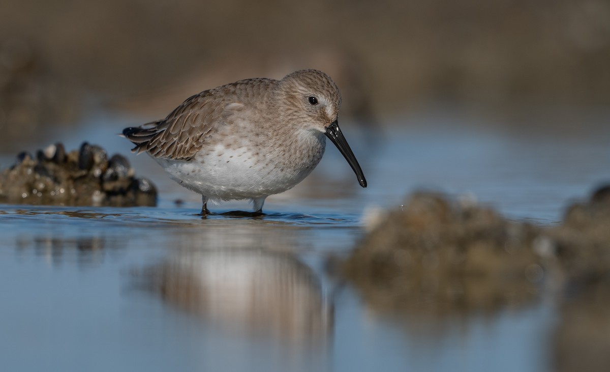 Dunlin - ML629010929