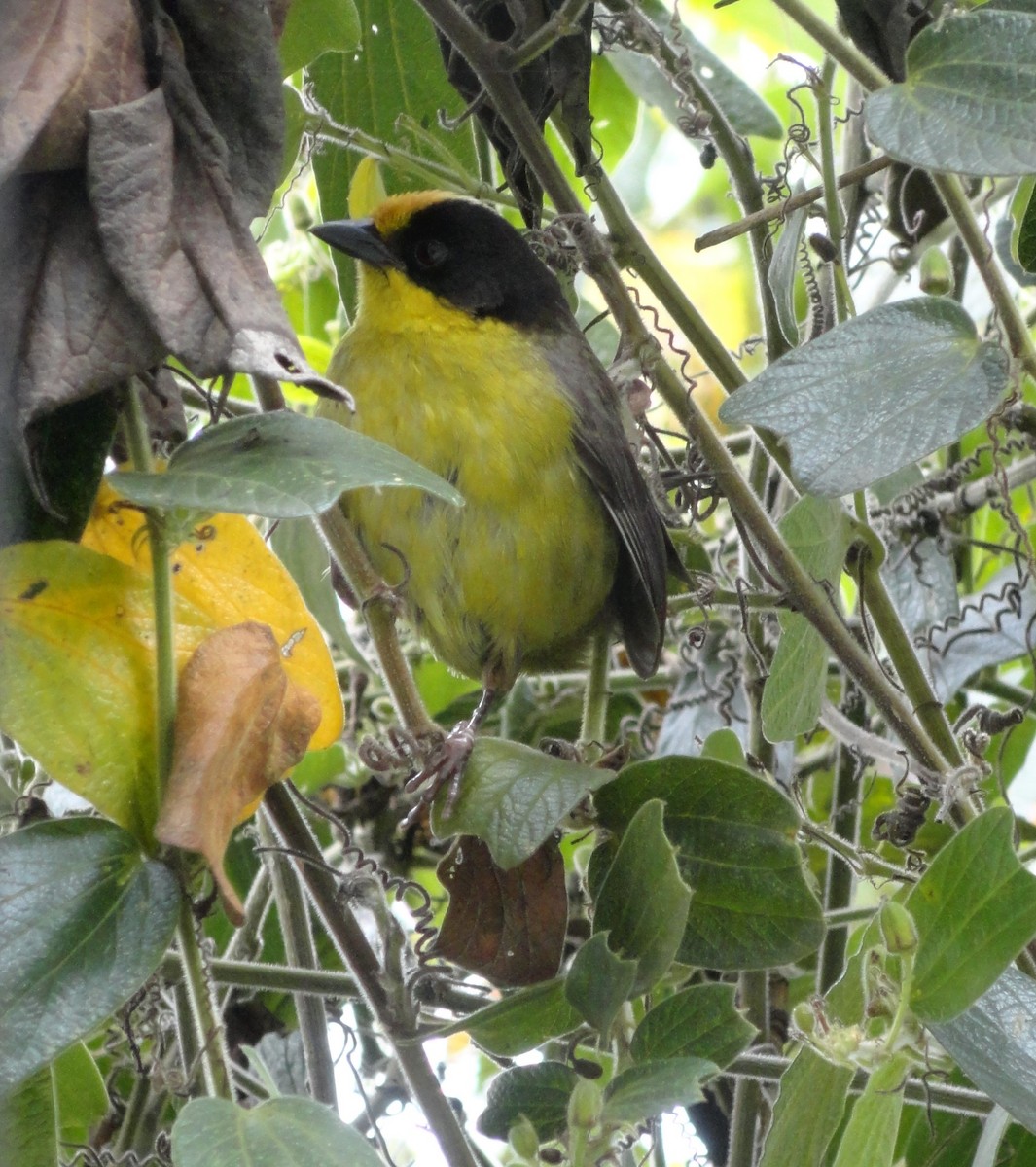 Pale-naped Brushfinch - ML629010961