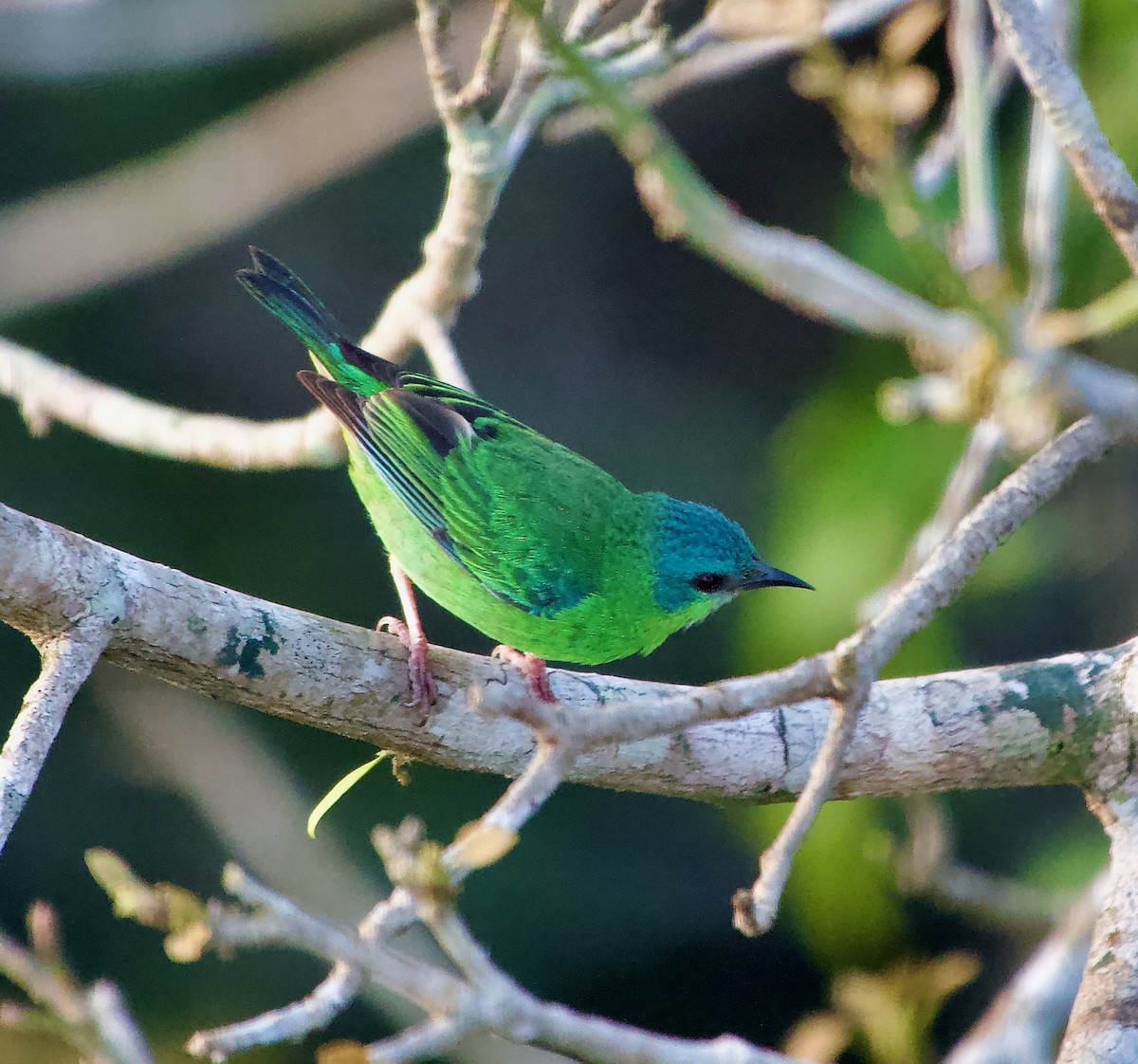 Dacnis Azul - ML629011063