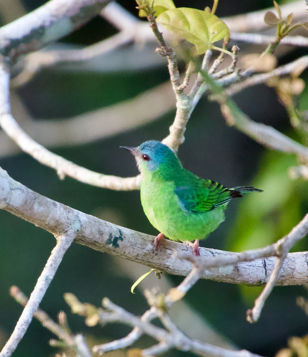 Dacnis Azul - ML629011064