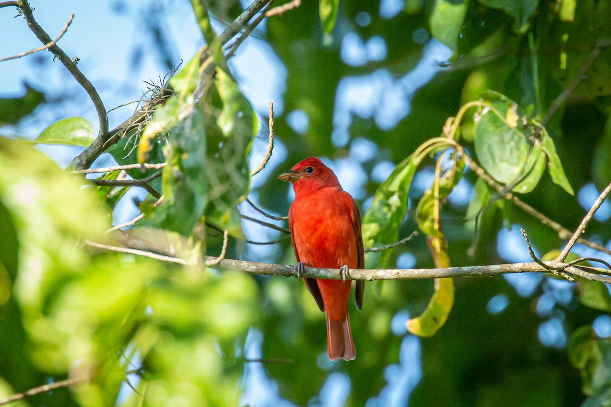 Hepatic Tanager - ML629011178