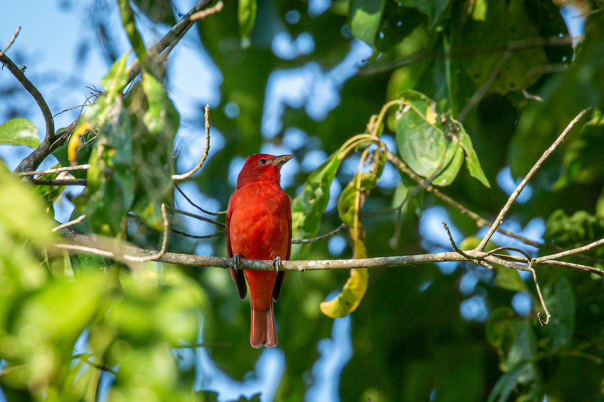 Hepatic Tanager - ML629011179