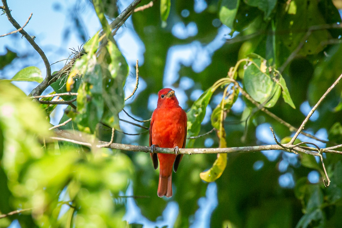 Hepatic Tanager - ML629011180