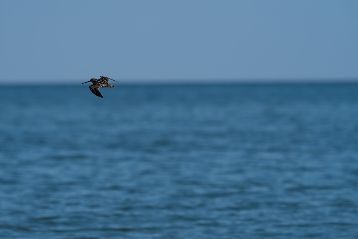 Wilson's Snipe - ML629011246