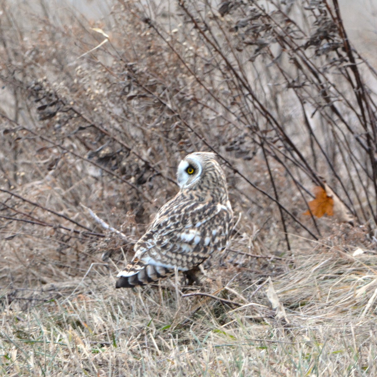 Hibou des marais - ML629011287