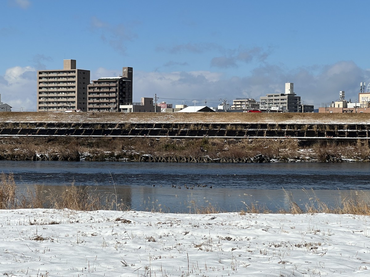 Baikal Teal - ML629011457