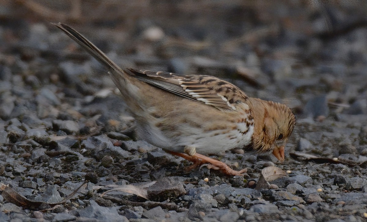 Harris's Sparrow - ML629011463