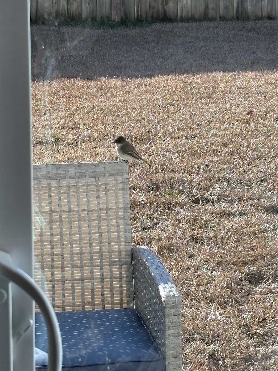Eastern Phoebe - ML629011475