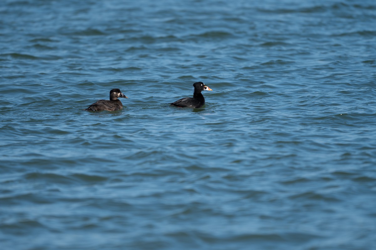 Surf Scoter - ML629011538