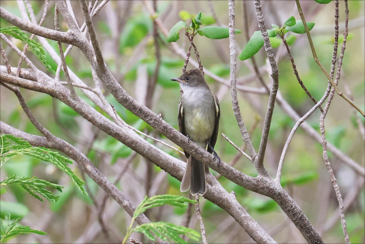 Noronha Elaenia - ML629011671