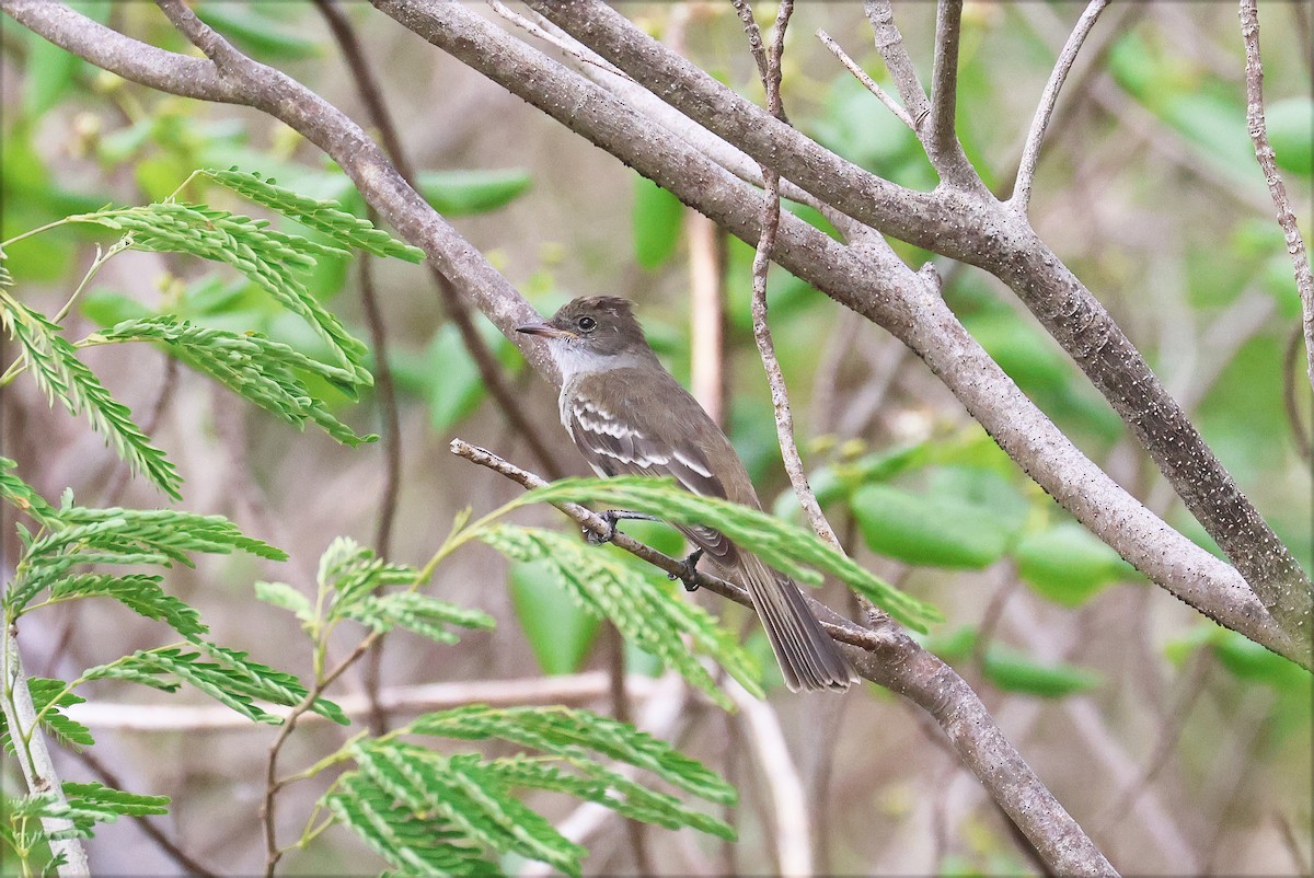 Noronha Elaenia - ML629011672