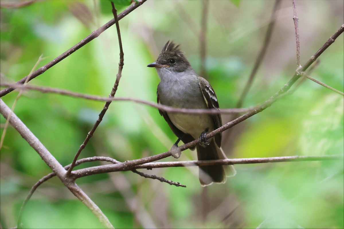 Noronha Elaenia - ML629011673