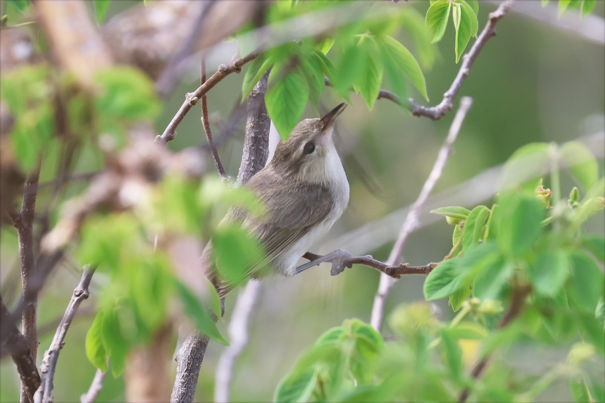 Noronha Vireo - ML629011687