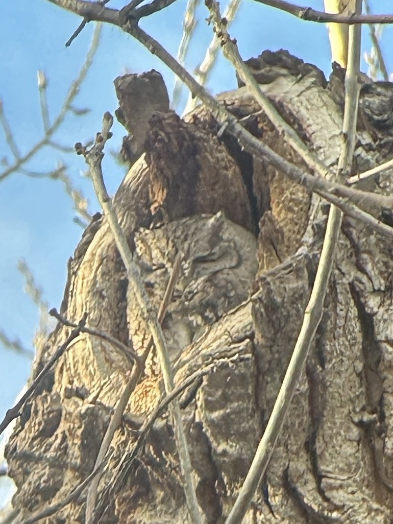Eastern Screech-Owl - ML629011762